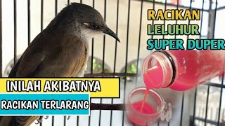 Burung CUCAK KOMBO macet males bunyi ini perawatan dan pakan solusinya