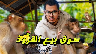 سوق القرود - قرود للبيع براتب 60$ باليوم