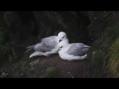 wildlife videographer jobs First go with Panasonic GH5. Fulmar at Marine Drive, IOM (4k 60)
