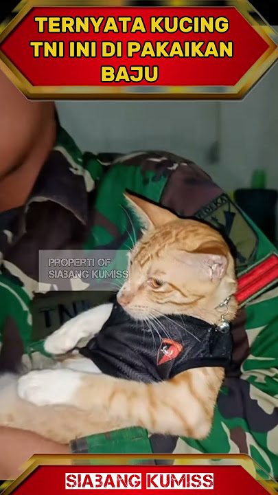 Ternyata ada juga baju kucing  #kopasgat #ngakak #kostrad #beritaterkini #kopaskhas #lucu #kopassus