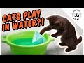 Why Does My Cat Dunk His Toys in Water?