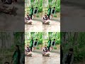 Fukru Malayalamtiktok TiktokViral Thenunda Thenundabyfukru 