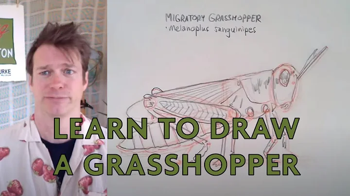 Drawing a Grasshopper! | Drawing Wild Washington (...