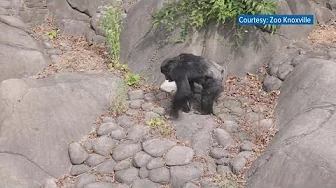 Benign tumor removed from Zoo Knoxville chimpanzee during historic spinal surgery