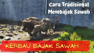 Kerbau Bajak Sawah _ Inilah Cara Tradisional Bajak Sawah Dengan Tenaga Kerbau (Whir Latandrank)