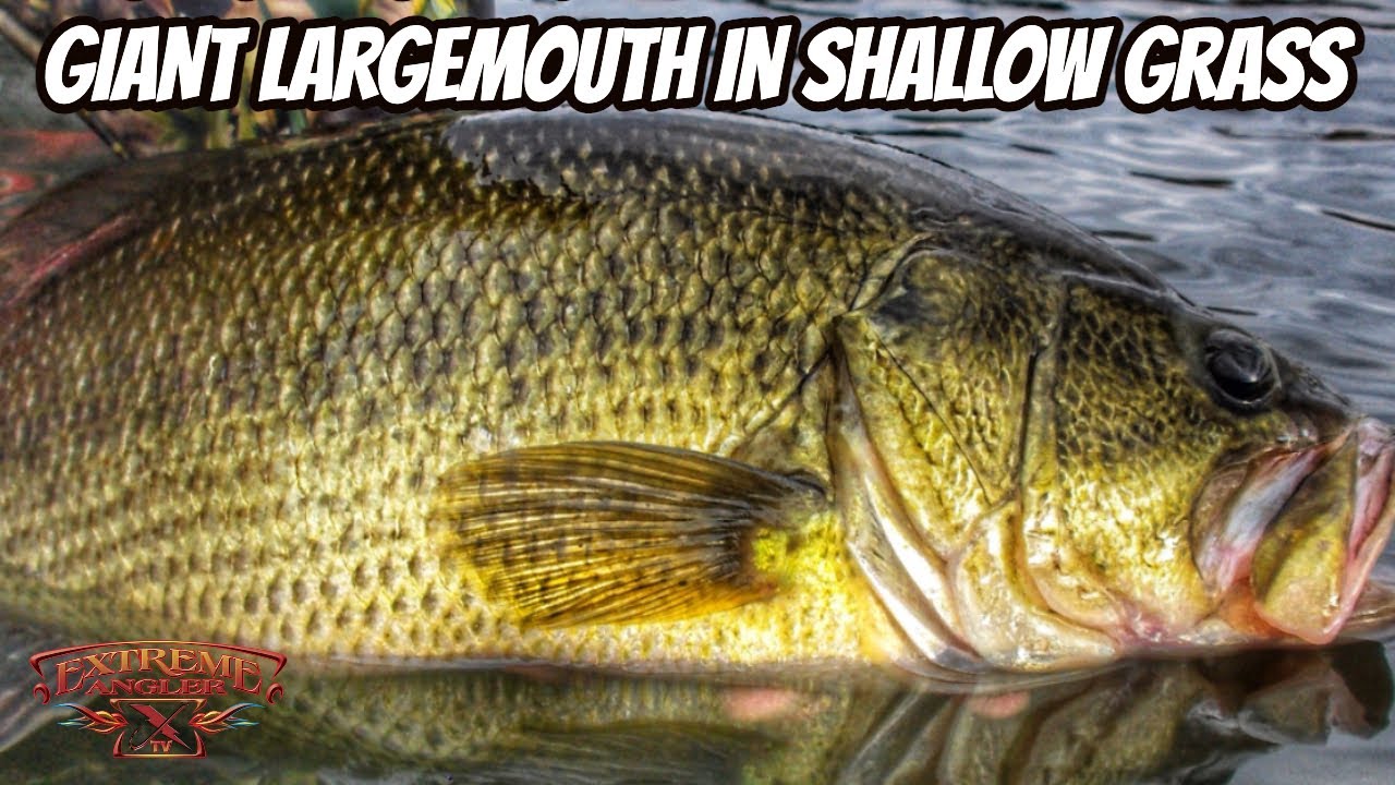 GIANT LARGEMOUTH IN SHALLOW GRASS- Big bass video!