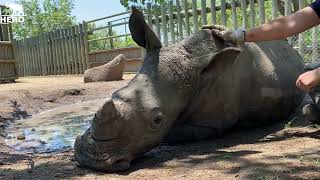 Rhino Orphan, Baby Bula Enjoys Milk Bottles, a Weigh-in & Mud Baths