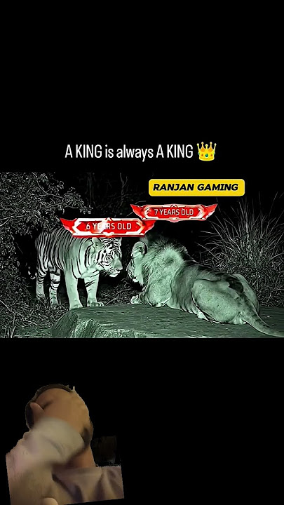 nice video #lion #duet #tiger #motivation #wrgyt #wgitachi #viral #hosainbaba #funny