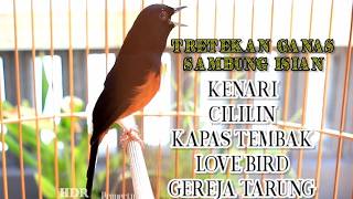 PANCINGAN MURAI BATU KURANG GACOR BIAR CEPAT EMOSI NEMBAK ISIAN KENARI CILILIN CUNGKOK KAPAS TEMBAK