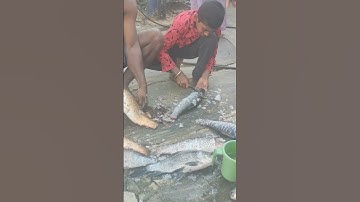 Thumbnail of Fish 🐟 Clening #https #ジブリ #naturelovers #music #beats #edit #newmusic #phonkmusic #remix