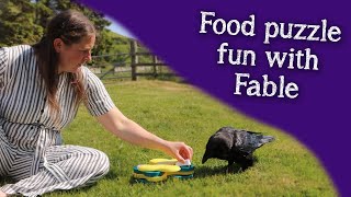 Fable the Raven | Food puzzle fun! by Falconry And Me 39,444 views 10 months ago 13 minutes, 32 seconds