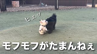 モフモフ犬を追い回してカウンターを喰らうエレンたそ
