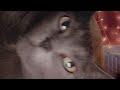 Tingling ASMR 🧙🏼‍♀️🩵