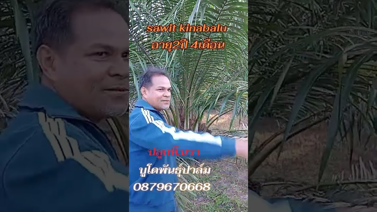   ปาล์ม.สาวิตคีนาบาลู