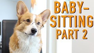 BABYSITTING part 2!  Topi the Corgi