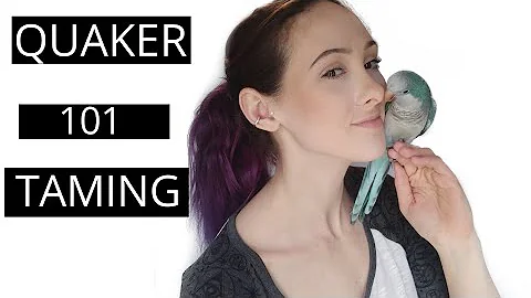 How To Tame and Bond With Your Quaker Parrot | Parrot Tips and Tricks