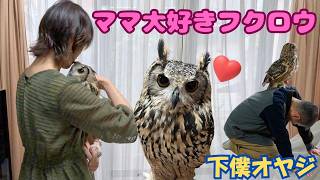 【フクロウ】ママの事が大好きすぎるフクロウ　#ふくろう #owl #フクロウ #癒し #フクロウのいる暮らし #かわいい #ベンガルワシミミズク #動物 #可愛い #癒し #birds
