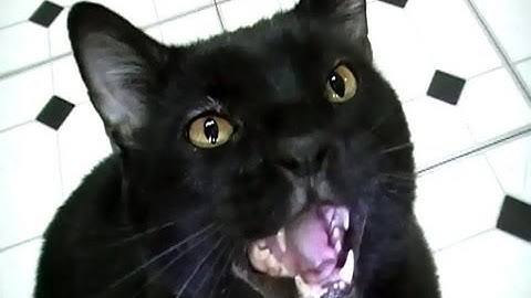 Talking Kitty Cat 23.5 - Sylvester