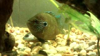 Dollar sunfish mating!