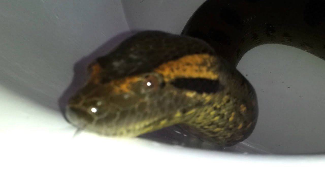 pikachu pokemon My Green Anaconda First Time In The Tube