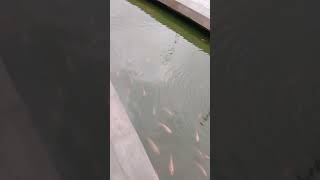 Ikan Peliharaan Di Kolam Shortvideo