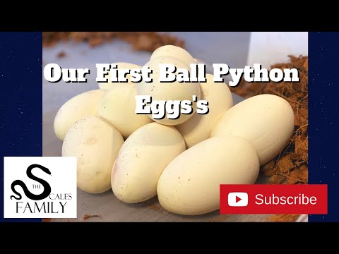 Our first ball python eggs!