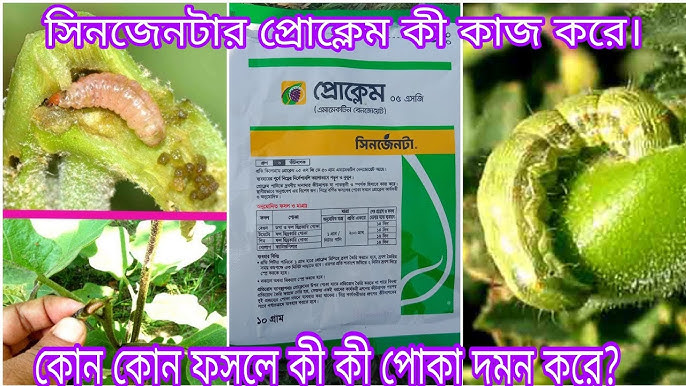 Katta sik va eshak Griffin porno videolar