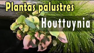 Plantas palustres | Houttuynia cordata chamaleon