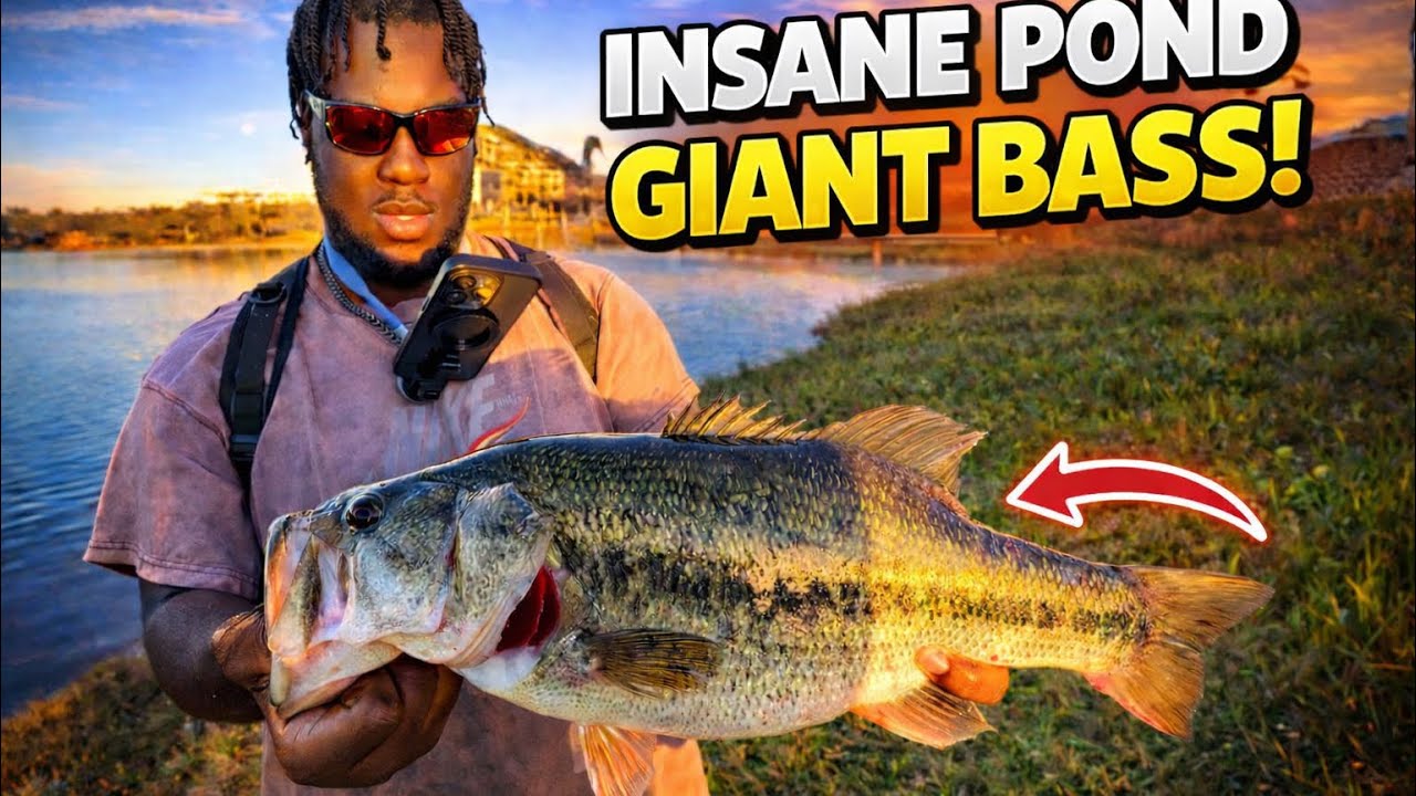 This Pond Is Loaded With Big Bass (GIANT)