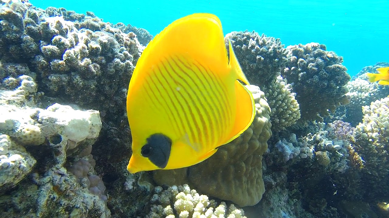 Красное море - масковая рыба-бабочка / Masked butterflyfish. Отель Sunwing Waterworld Makadi.