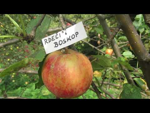 Video: Jabolka Pred Zorenjem Padejo Z Jablane: Zakaj Z Drevesa Padejo Nezrele? Kaj Pa, če Jablana Opusti Sadje, Preden Dozori?