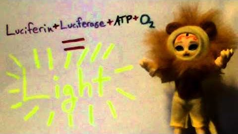 Basic Chemestry of Firefly Bioluminescence