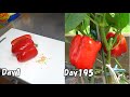 スーパーで買ったパプリカの種を取って植えてみると… / How to grow bell pepper from store-bought bell pepper