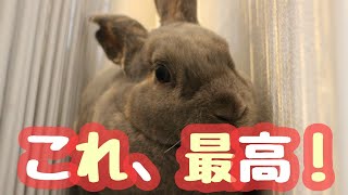 新しいおもちゃ発見❗うさぎの独り遊び