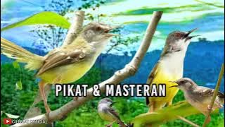 SUARA PIKAT BURUNG CIBLEK RIBUT || PALING AMPUH UNTUK MIKAT || BISA JUGA BUAT MASTERAN CIBLEK ANDA.