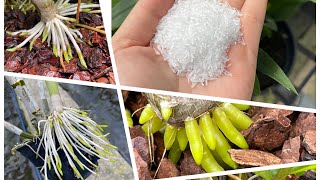 Có Sử Dụng Bột Ngọt Tưới Cho Lan Thay Thế Phân Bón Được Không?