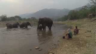 Bath time with Navann - Elephant Nature Park