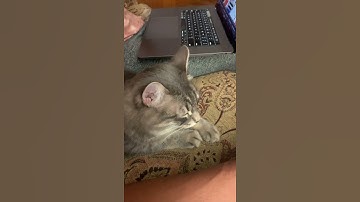 $HINA INU ABOUT TO MOON SHOT?! Let’s hope! 🚀🚀🚀