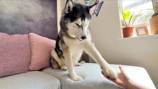 Husky Takes My Hand To Show Me What He Wants!