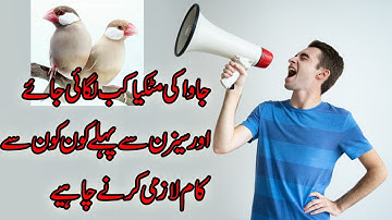 Java sparrow Basic Tips after Breeding Season| java sy breed leny sy phly ye kam zarror kry|