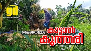 കടടൽ കതതര Kattaal Kuthari Roy Eden Green Day Media Kattakkada Kuttichal