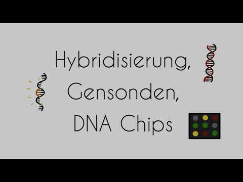 Hybridisierung, Gensonden, DNA Chips - Lisa