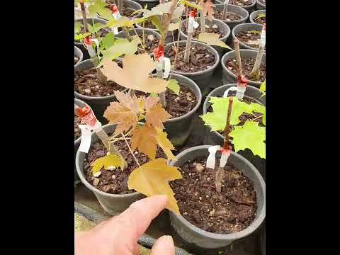 Video: Şeker Akçaağaç Ağacı Gerçekler: Şeker Akçaağaç Ağacı Yetiştirme Bilgileri