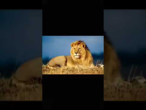 حياة الحيوان الدميري الأسد ج١