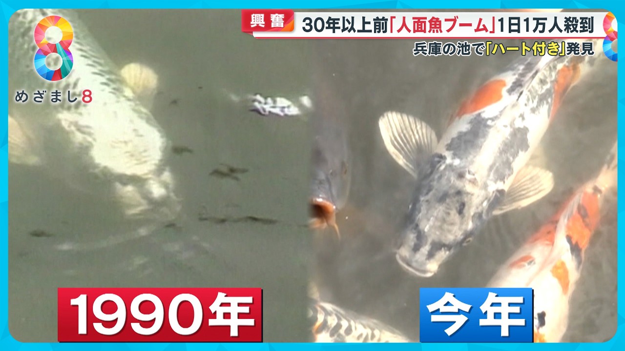 興奮】｢令和の人面魚」はハートマーク入り！？ 兵庫の公園池で見つかり