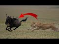 Top 10 Wild Animals Attack|Top 10 Lion Attack|Top 10 Leopard Attack|Lion Attack Buffalo 2022