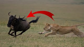 Top 10 Wild Animals Attack|Top 10 Lion Attack|Top 10 Leopard Attack|Lion Attack Buffalo 2022