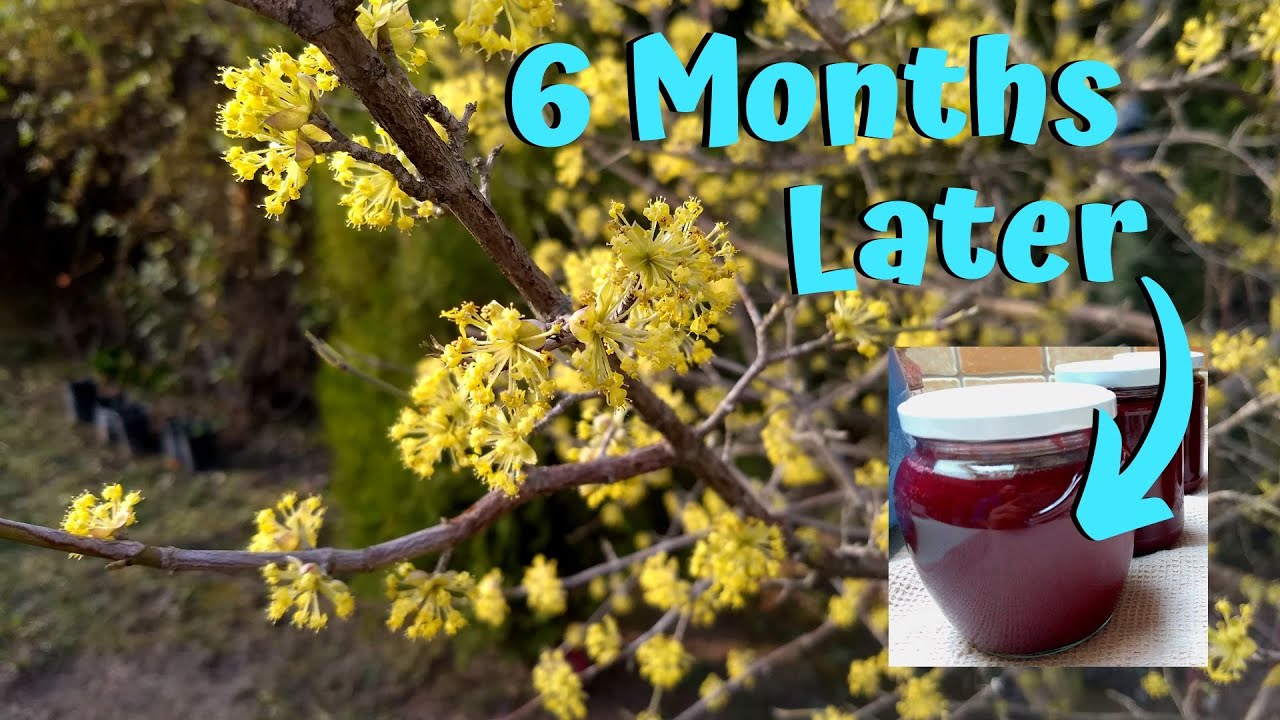 I Found The Motherload - Cornelian Cherry Dogwood