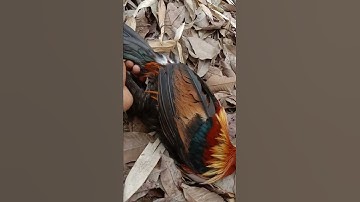 Bẫy gà rừng bang mồi mái 2022