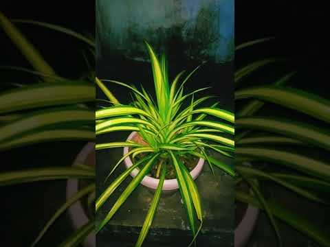 Video: Screw Pine Care Info - Growing Screw Pine Plants Indoor